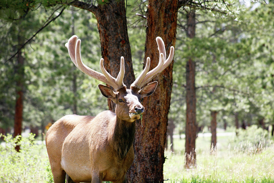 Rocky Mountain National Park Photograph - Wild Elk antlers by Marilyn Hunt