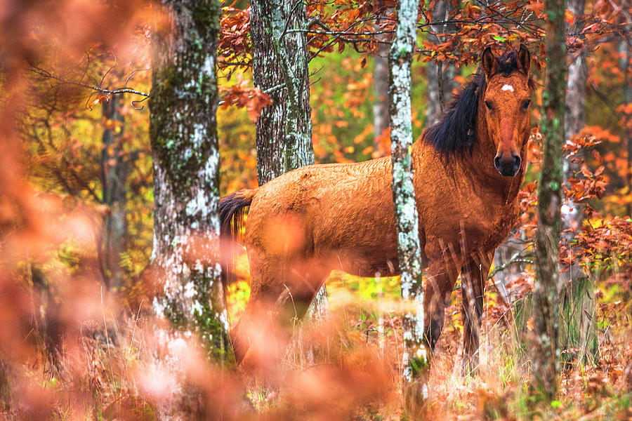 Wild Photograph by Evgeni Dinev