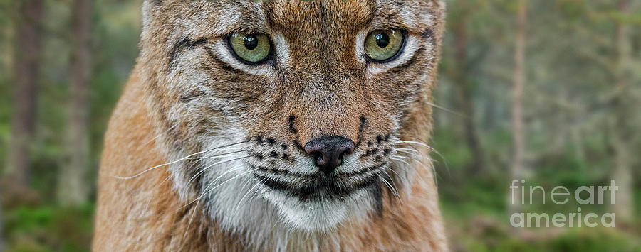 Wild Eyes Photograph by Arterra Picture Library