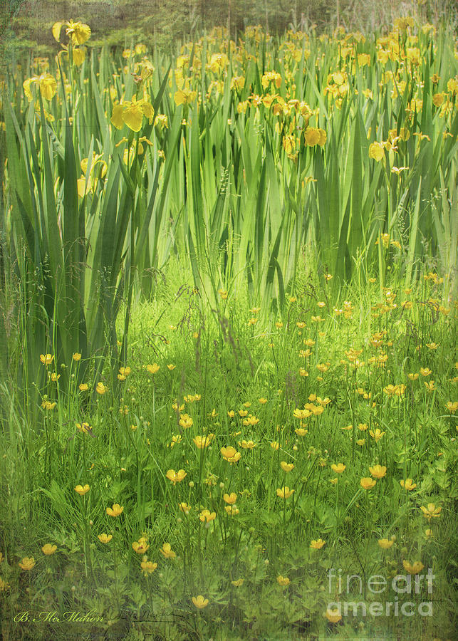 Wild Fairy Marsh Iris and Buttercups Photograph by Barbara McMahon