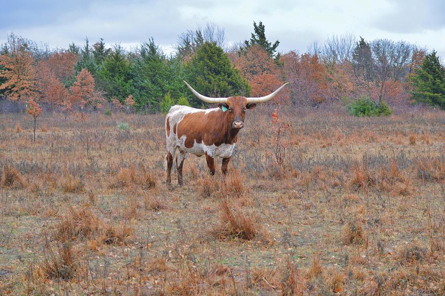 Wild Farm Pasture and Texas Longhorn Cow Photograph by Gaby Ethington
