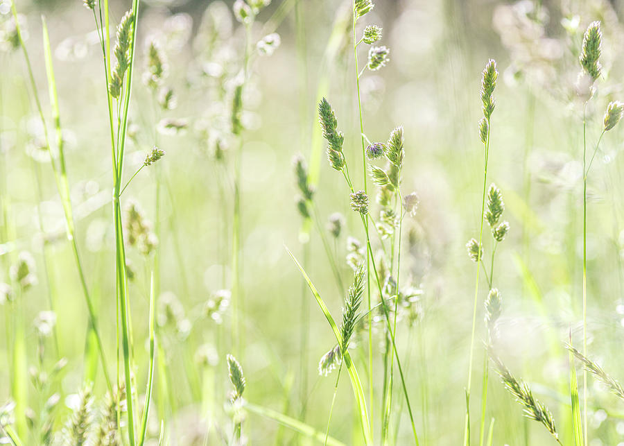 Wild Fields of Summer Grass Photograph by Amelia Pearn
