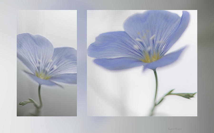 Flower Photograph - Wild Flax by Phil And Karen Rispin