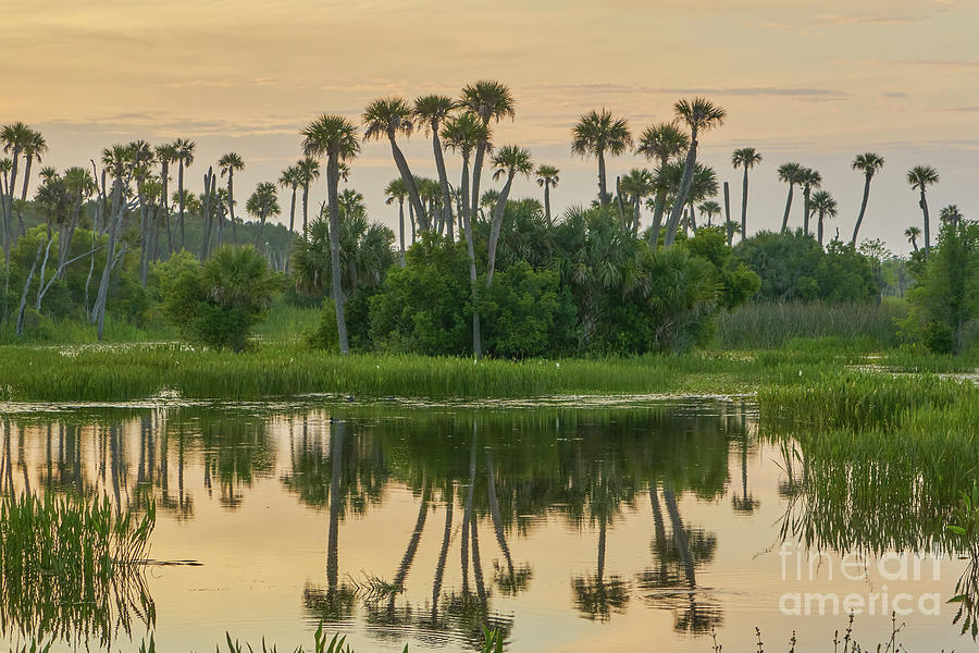 Wild Florida Photograph by Brian Kamprath