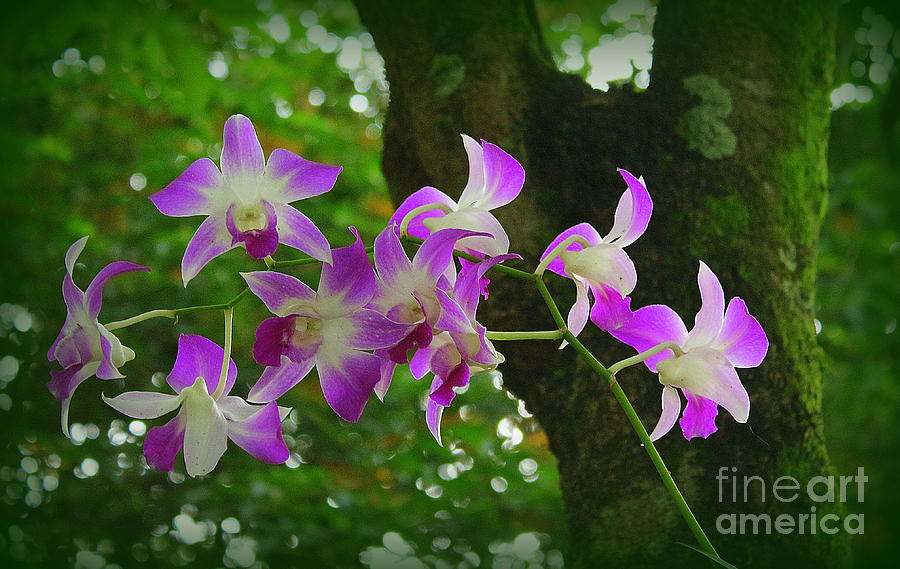 Wild Florida Purple  Orchids Photograph by Dora Sofia Caputo
