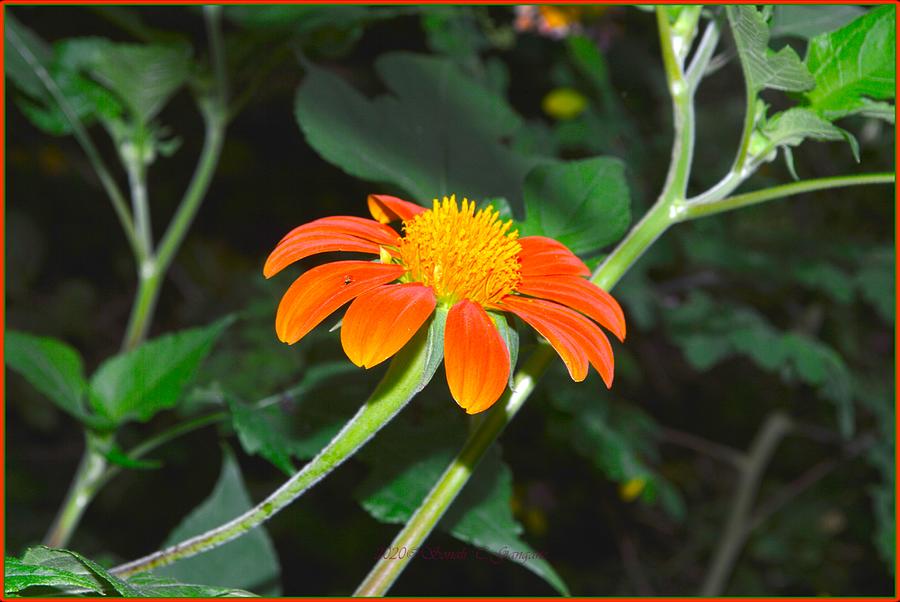 Wild flower beauty Photograph by Sonali Gangane