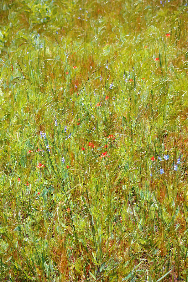 Wild Flower Field Close Up Portrait Digital Art