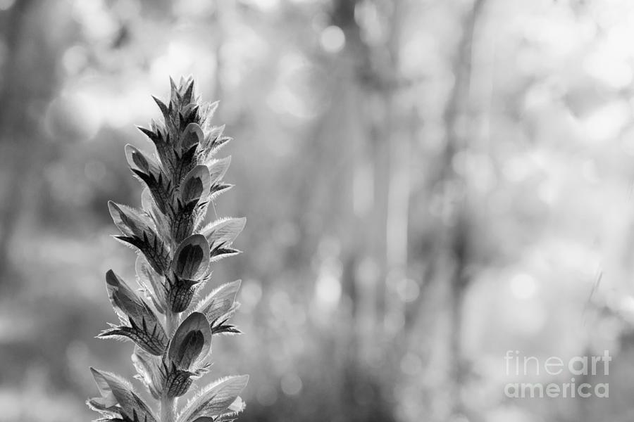 Wild Flower In The Forest Black And White Image Abstract Nature Background Photograph