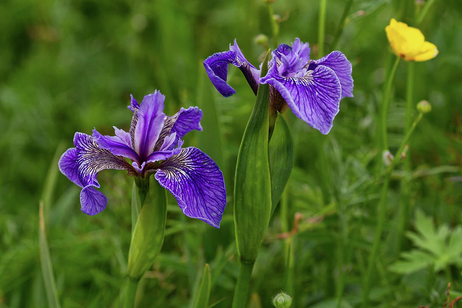Wild Flower Irises at Point Amour Photograph by John Haldane