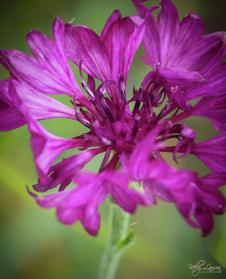 Wild Flower Photograph by Kelly Larson