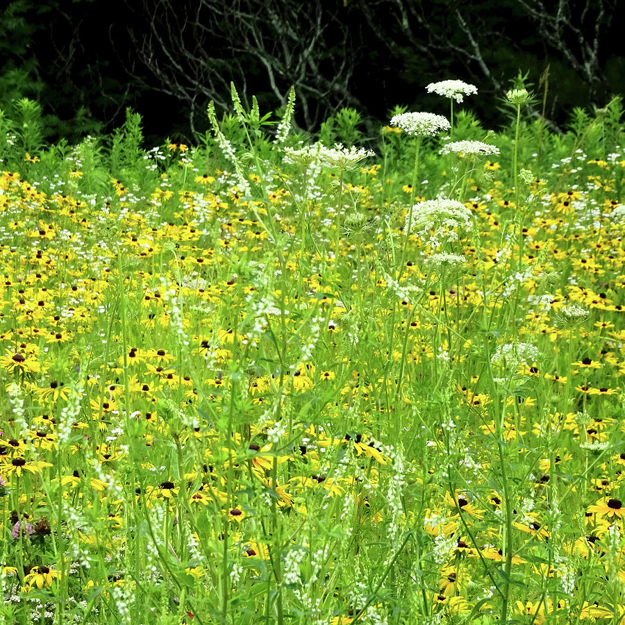 Wild Flower Meadow Photograph by Catherine Arcolio