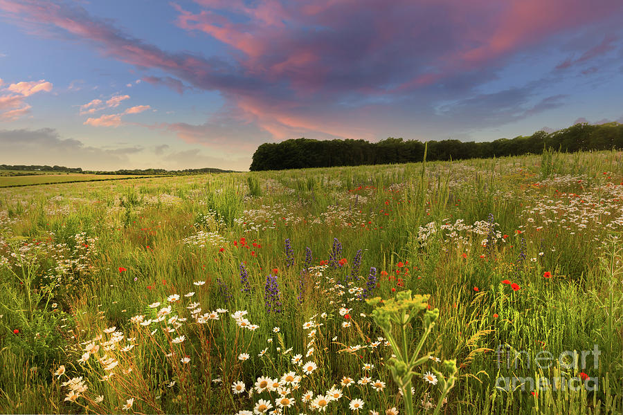 Wild flower meadow sunset landscape in England Photograph by Simon Bratt
