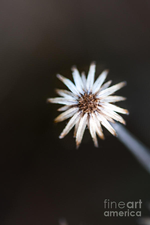 Wild Flower white Photograph by Metaphor Photo