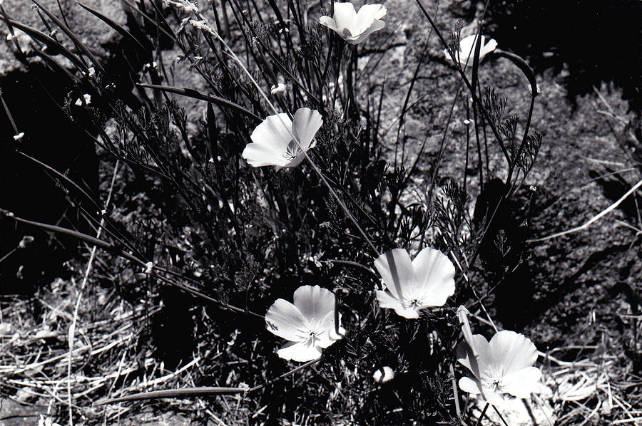 Wild Flowers 1983 Photograph by Eric Forster