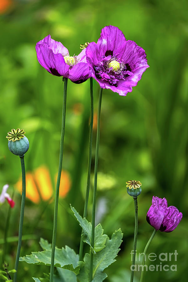 Poppy Photograph - Wild Flowers by Adrian Evans