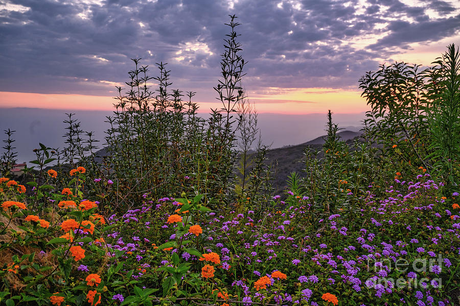 Wild flowers and Sunset Photograph by Abigail Diane Photography