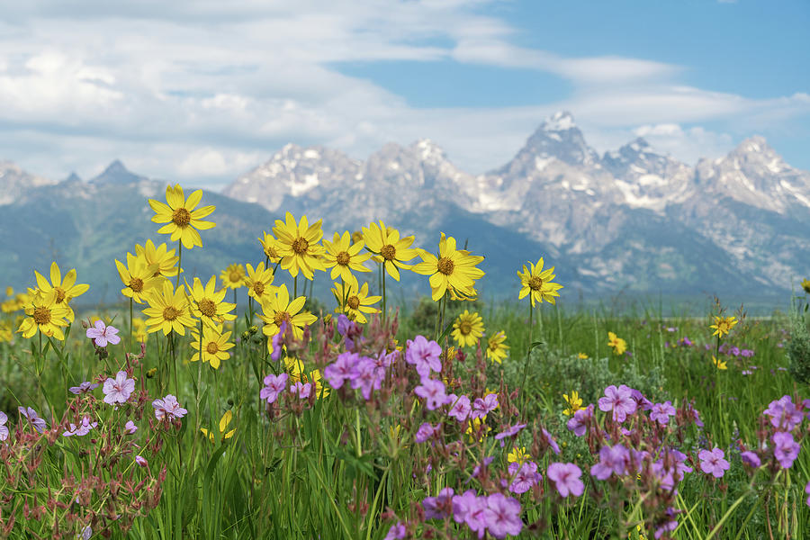 Wild Flowers and Tetons 2 Photograph by Mary Hone