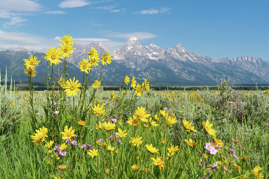 Wild Flowers and Tetons Photograph by Mary Hone