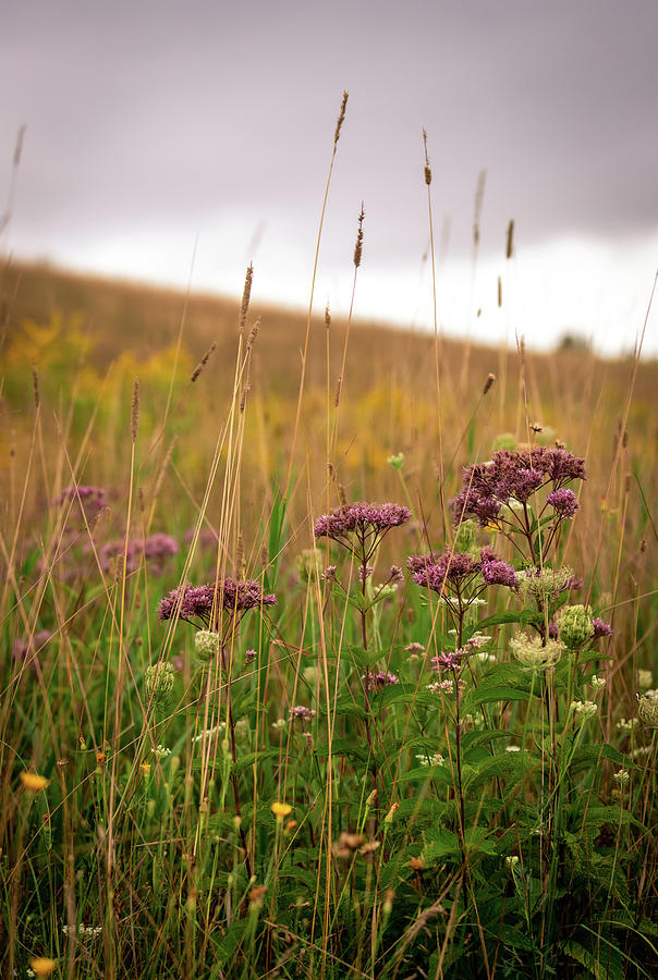Wild Flowers At Dexter Drumlin Photograph by Michael Saunders