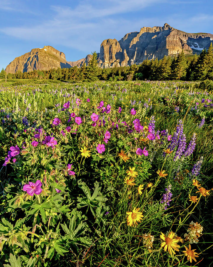 Wild Flowers at Glacier National Park Photograph by Jack Bell