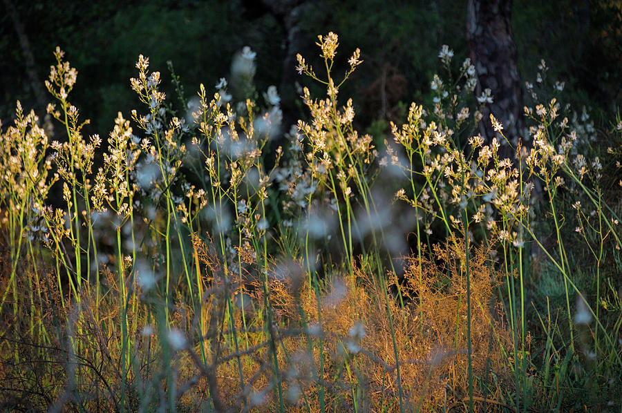 Wild Flowers At sunset Photograph by Angelo DeVal