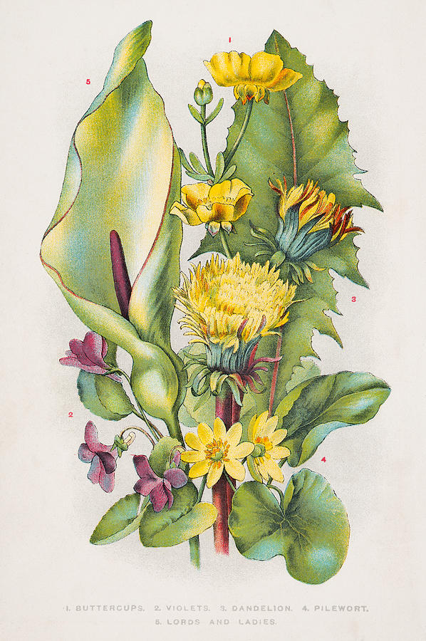 Wild flowers engraving 1898 Drawing by Thepalmer