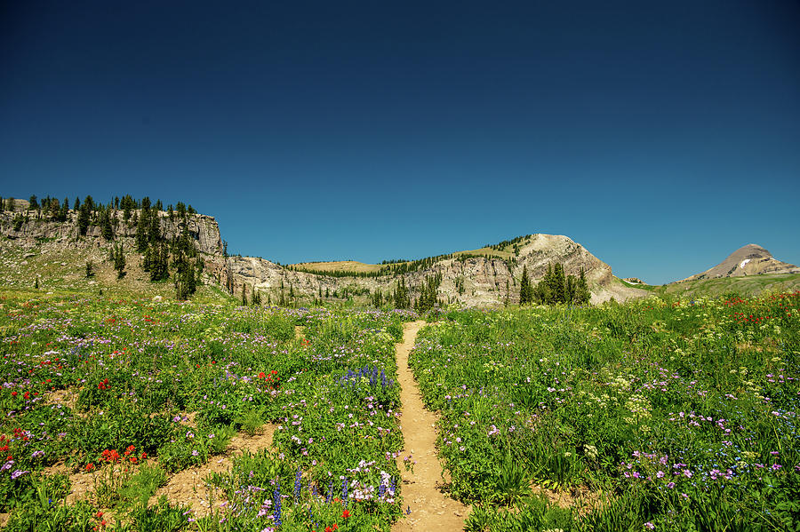 Wild Flowers Flank Teton Crest Trail Photograph by Kelly VanDellen