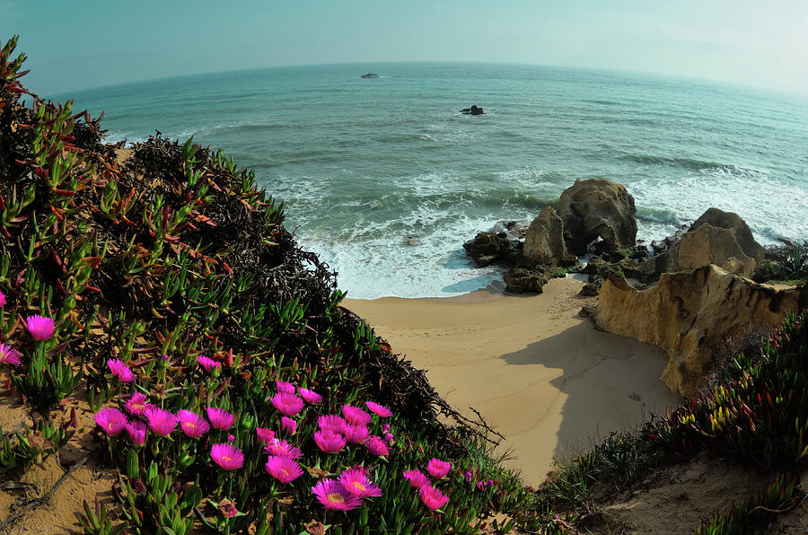 Wild Flowers in Gale Beach with Fish-eye Photograph by Angelo DeVal
