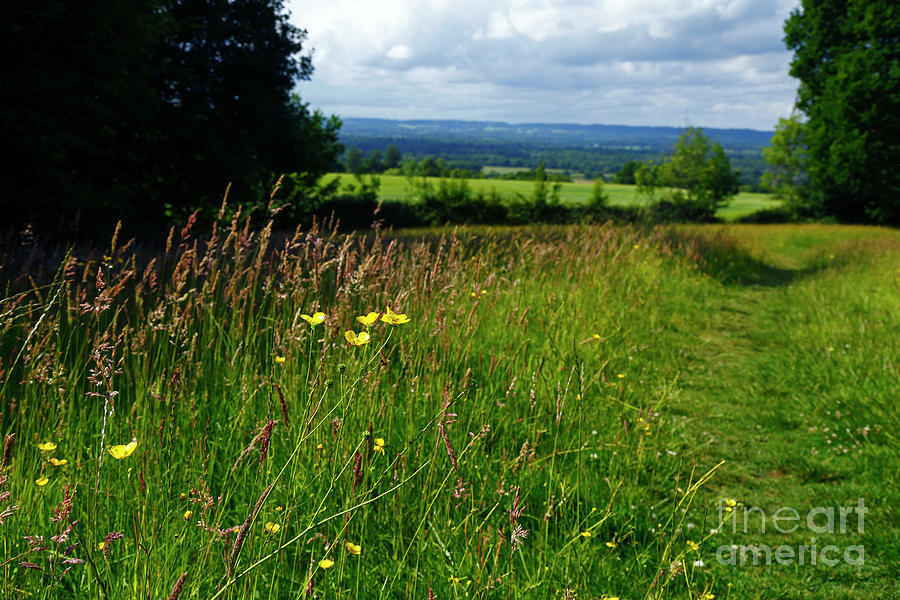 Wild flowers in meadow in the High Weald Kent England Photograph by James Brunker