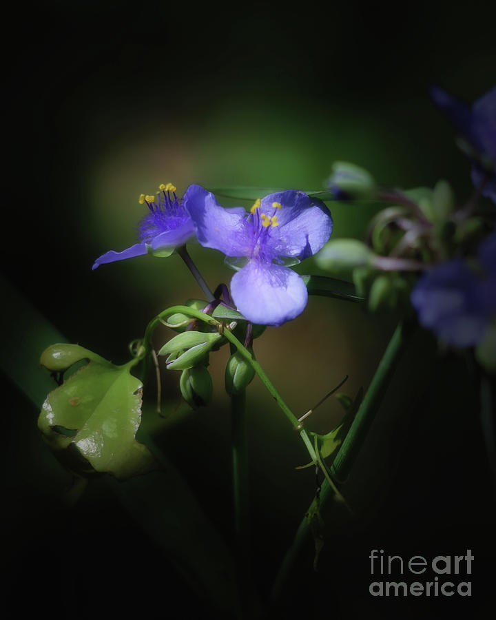 Wild flowers in purple Photograph by Neala McCarten