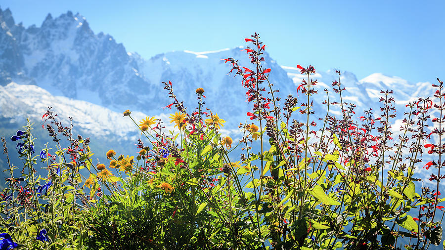 Wild flowers in the Alps Photograph by Alexey Stiop