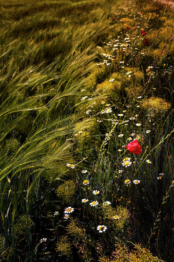 Flower Photograph - Wild Flowers In The Field by Vicente Sargues Flower Photograph - Wild Flowers In The Field by Vicente Sargues