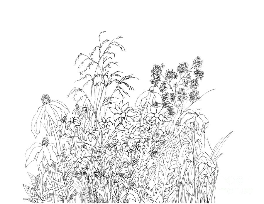 Wild Flowers - Ink Drawing Drawing by Patricia Awapara