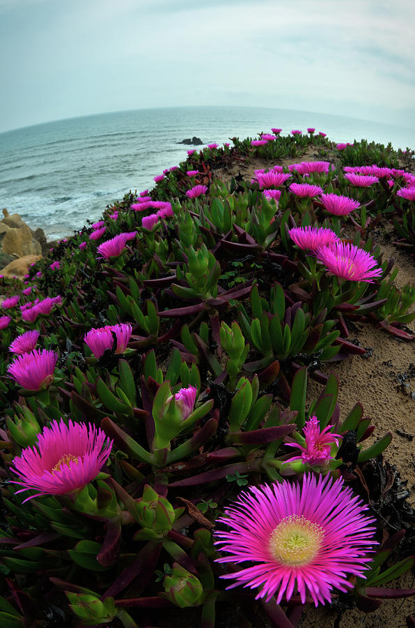 Wild Flowers on Algarve Cliffs Photograph by Angelo DeVal