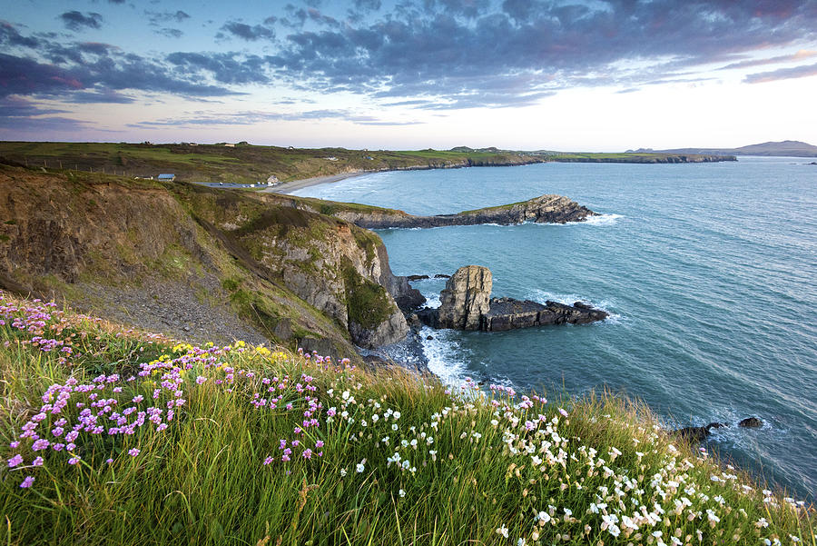 Wild flowers on the cliffs of Whitesands bay on the Pembrokeshire coast path near St Davids at sunset Photograph by Michael Roberts