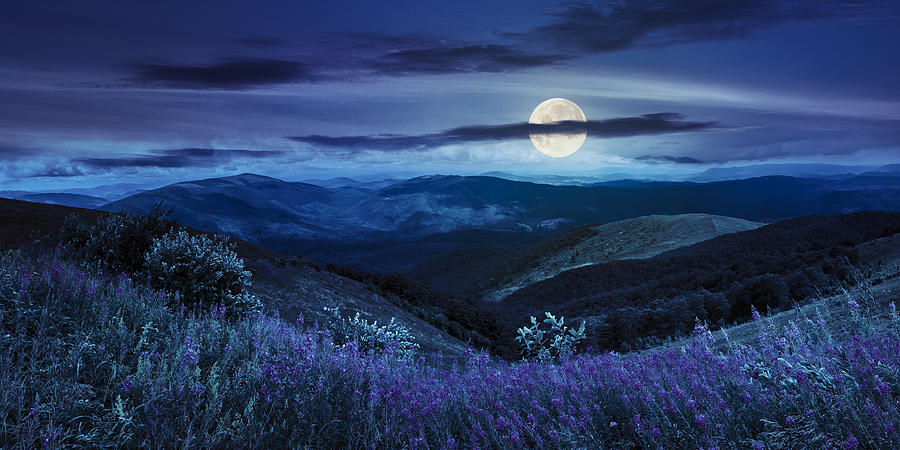 Wild Flowers On The Mountain Top At Night Photograph by Mike_Pellinni