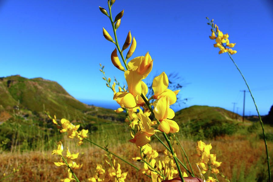 Wild Flowers on the Range Photograph by Marcus Jones