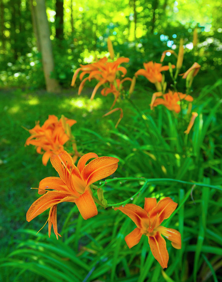 wild-flowers-orange-wild-field-liles-howard-county-indiana-photograph