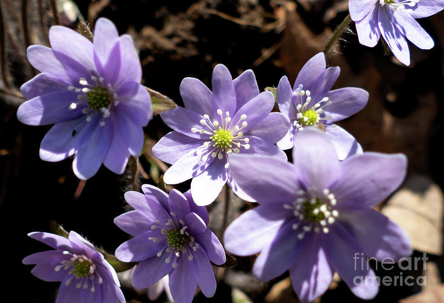 Wild Flowers Purple Photograph by Sandra Js
