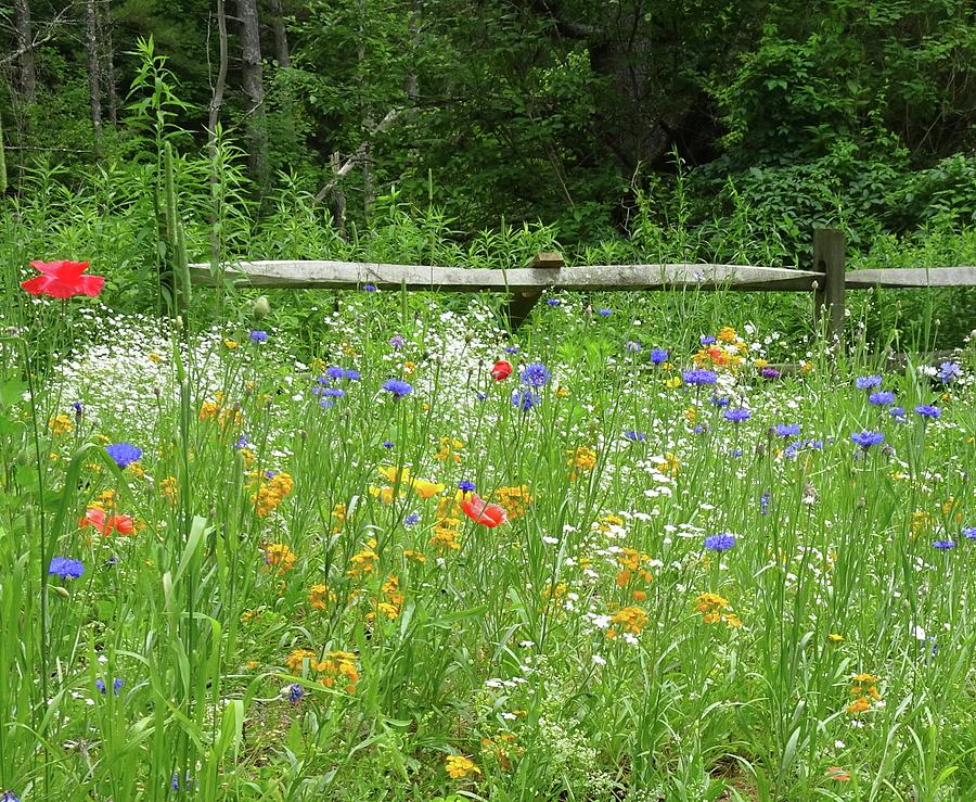 Wild Flowers With Fence Photograph by Catherine Arcolio