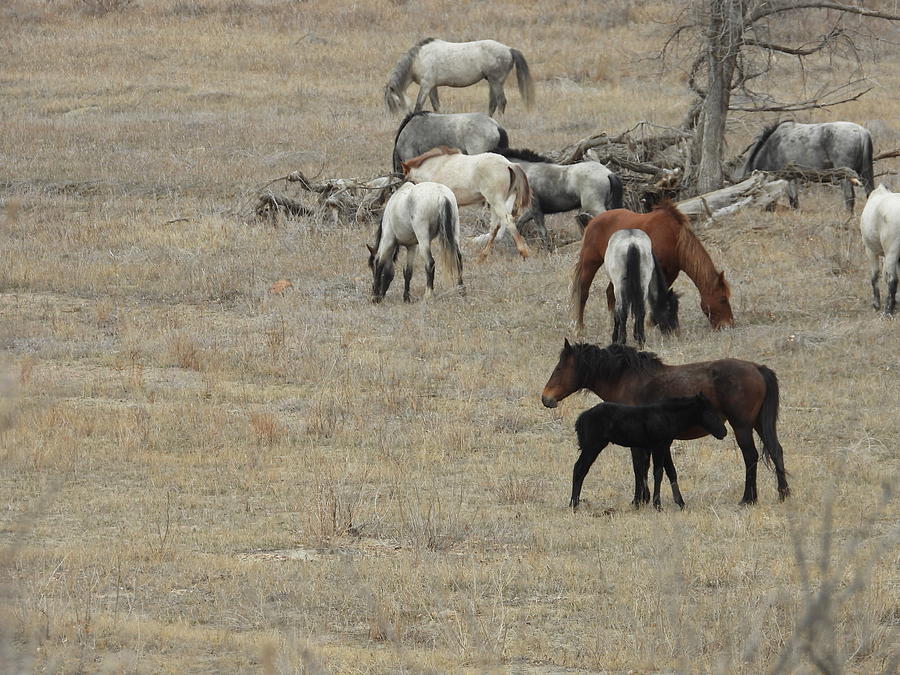 Wild Foal and Mama among Herd Photograph by Amanda R Wright