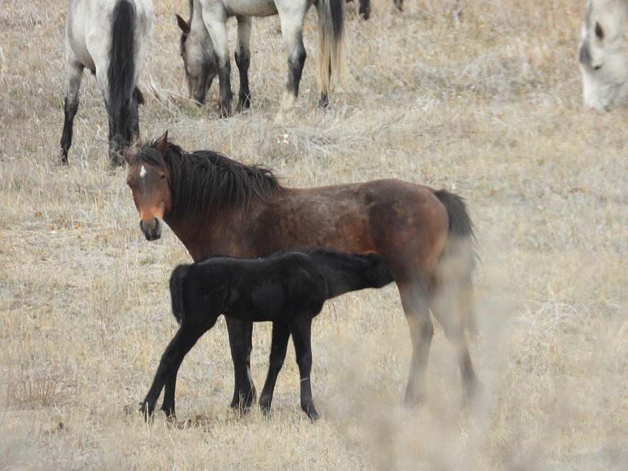 Wild Foal Nursing Photograph by Amanda R Wright