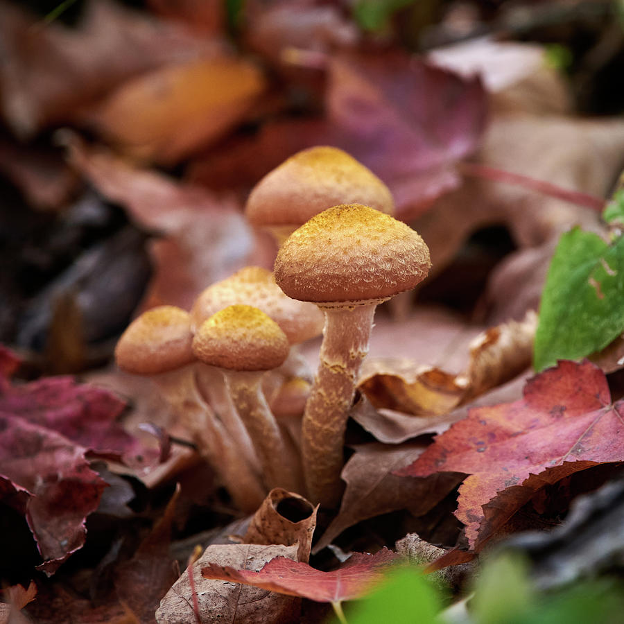 Wild forest mushrooms Photograph by Paul Freidlund