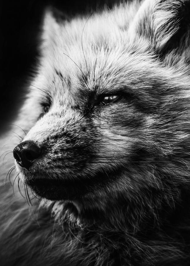 Wild Fox Face Wallpaper Digital Art by Decor Studio