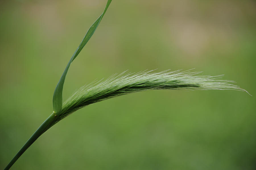 Wild Foxtail Grass Curving Out Photograph