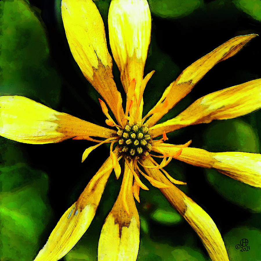 Wild Garden Bloom Digital Art by Gary Olsen-Hasek