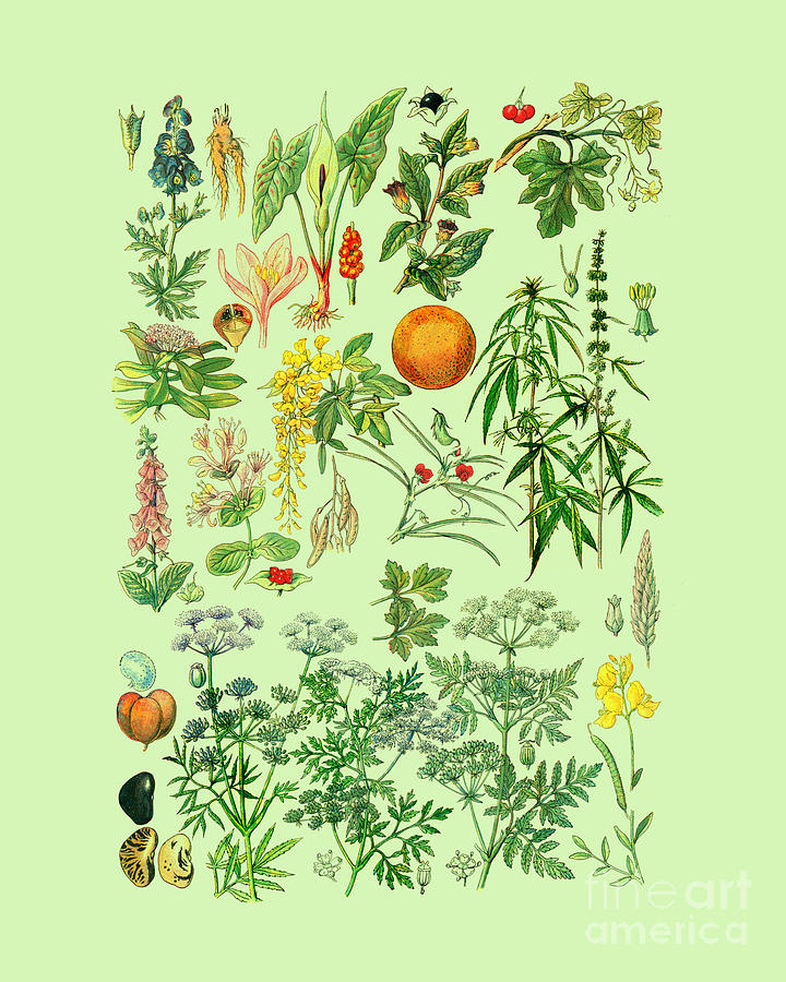 Fruit Digital Art - Wild Garden Collection by Madame Memento
