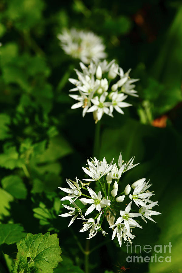 Wild garlic flowers Photograph by James Brunker