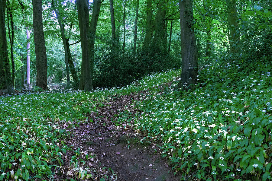 Wild Garlic in the Woods Photograph by John Wright Wild Garlic in the Woods Photograph by John Wright