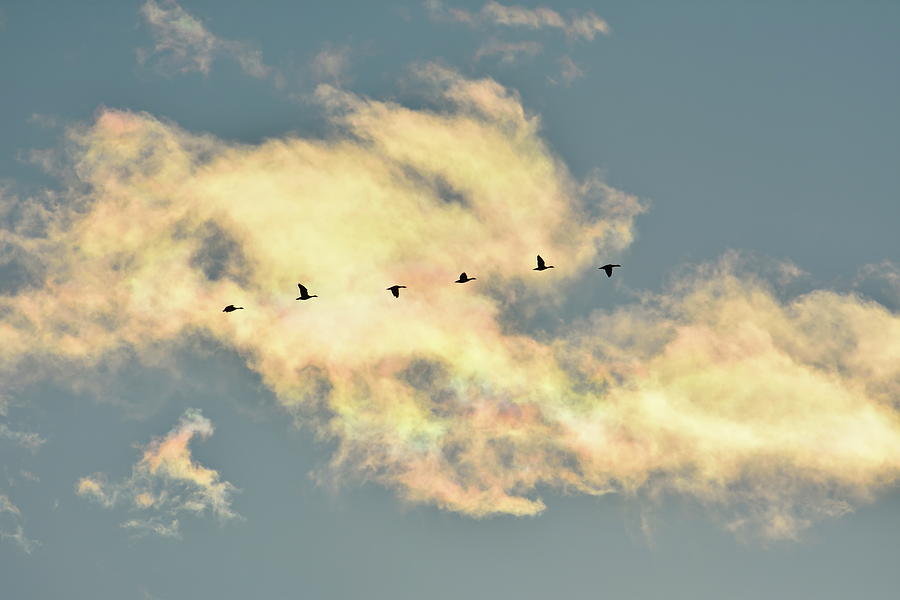 Wild geese are flyig past a rainbow colored cloud Photograph by Ulrich Kunst And Bettina Scheidulin